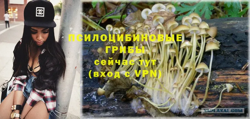 Галлюциногенные грибы Psilocybe  Суоярви 